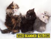 Scam - Pam Ellis Allred of Echo Lake Cattery Complaint